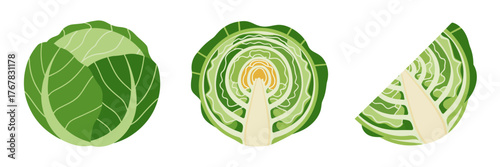 Green cabbage vegetables set, whole head, cross section half, quarter wedge slice, kitchen ingredients, vector illustration, isolated