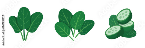 Spinach leaf collection with cucumber slices, garden salad components, green superfood elements, nutrition themed clipart, clean vector