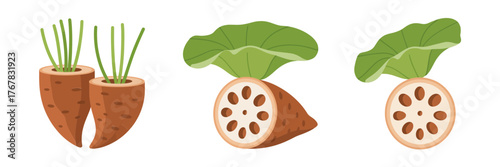 Lotus root collection, tubers with holes, leaf and slice illustrations, aquatic vegetable icons, asian cuisine ingredient vector