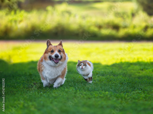 Fluffy friends tricolor cat and corgi dog running through summer sunny garden