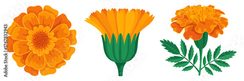 Marigold flower set, full bloom and stem, leafy branch, festive garden icon collection, bright orange illustration, editable vector