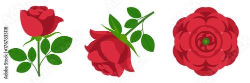 Red rose set, blooming flower with leaves and bud, elegant garden element, romantic botanical clipart, vector illustration