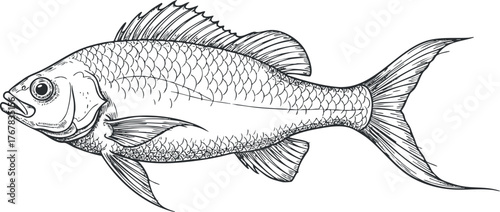 A detailed black and white illustration of a fish showcasing its anatomical features and scales.