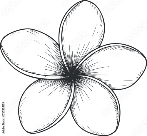 A detailed sketch of a plumeria flower with five petals showcasing intricate lines and design.