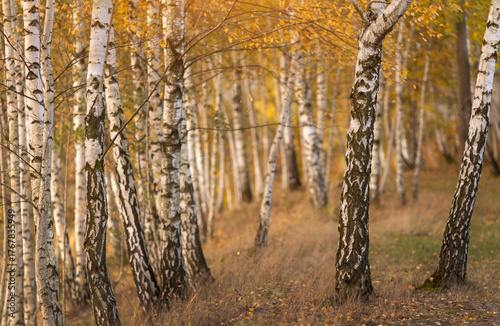 Fototapeta Naklejka Na Ścianę i Meble -  Jesienny krajobraz, zagajnik brzozowy, Brzoza, drzewo, tapeta.