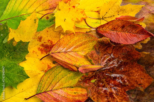 Autumn leaves, full frame background with changing colors from green to yellow, orange and red, flat lay photography, concept for fall season and nature