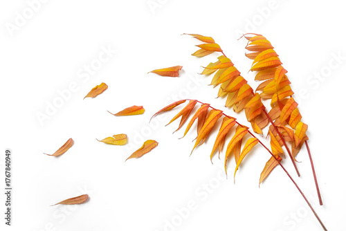 Three leaf patterns from staghorn sumac (Rhus typhina) in autumn colors and some leaves falling, flat lay with small shadows on a white background, for greeting card or fall sale, copy space