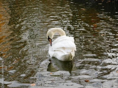 Fototapeta Naklejka Na Ścianę i Meble -  swan on the lake