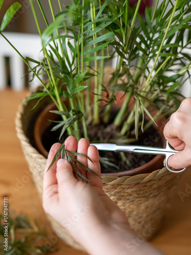 Woman hands pruning indoor houseplant with small scissors. Vertical orientation