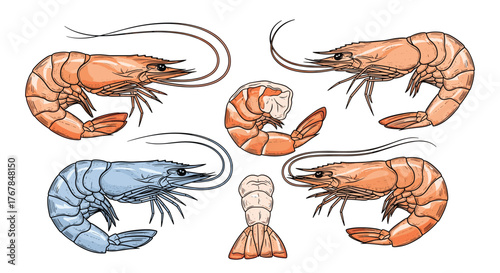 Variety of colorful shrimp illustrations on a white background.