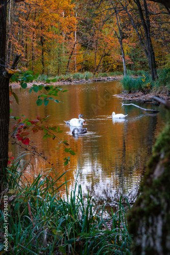 Four swans—adults and juveniles—swim in quiet formation across a forest pond, surrounded by golden foliage and soft reflections at Zalew Zemborzycki.