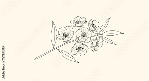 Delicate line drawing of a flowering branch on a cream background.