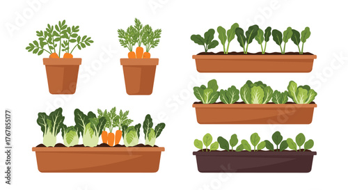Assortment of various vegetable plants growing in pots and planters, including carrots, lettuce, spinach, and leafy greens in a garden.