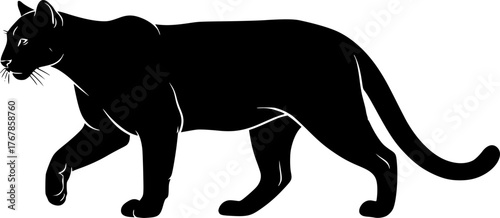 Mountain lion silhouette. This image shows a black silhouette of a mountain lion, also known as a cougar or puma, in a walking stance. Vector clipart illustration design.