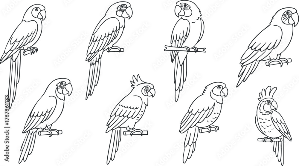 Fototapeta premium A collection of hand-drawn parrot illustrations in line art style for coloring and design.