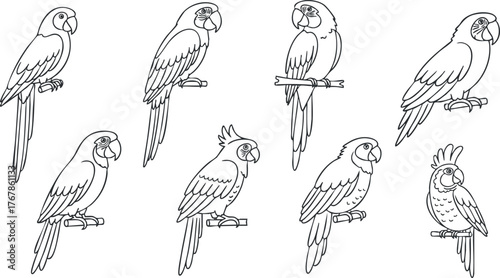 A collection of hand-drawn parrot illustrations in line art style for coloring and design.