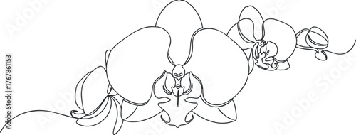 A minimalist line art illustration of an elegant orchid flower in a stylized design.