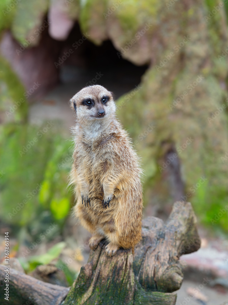 Fototapeta premium A meerkat standing on guard against a blurred background