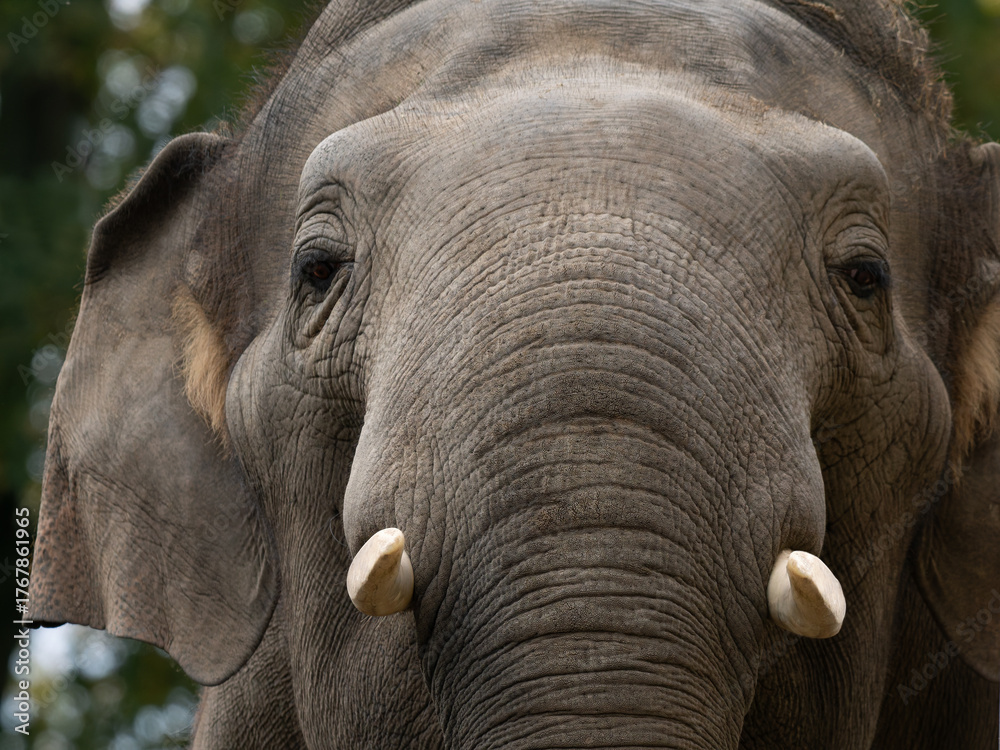 Fototapeta premium Portrait of an Indian elephant against a blurred background