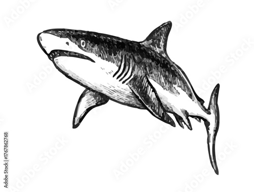 Great white shark sketch hand drawn with pencil textures line art. Black vector monochrome design inspired by ocean wildlife. Perfect for logo design textile print tattoo drawing engraving and more.