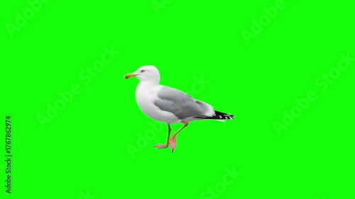 3d realistic Seagull walking loop animation in Side view on Green Screen, 4k high resolution of a Big seagull or Pacific albatross walk on chroma key, can change the background
