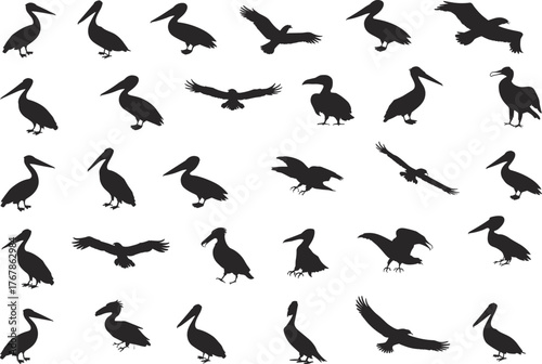 Pelican silhouette, bird of prey, flying raptor, wildlife icon, avian shape, black vector, nature graphic, animal pose, flat vector illustration