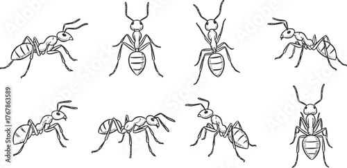 Illustration of various ant species showcasing their distinct features and characteristics in black and white.