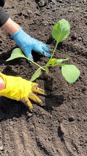 Planting cabbage seedling, vertical video.