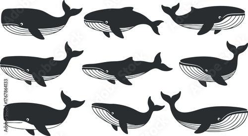 A collection of playful whale illustrations showcasing various species in a stylish design.