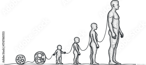 An artistic illustration depicting the evolution of humans from infancy to adulthood in a linear progression.