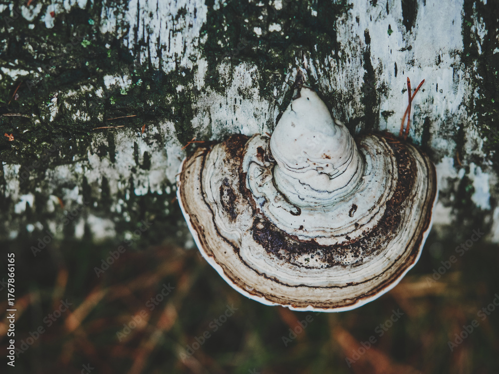Φωτογραφία Close-up of birch bark with a white bracket fungus on a fallen trunk, captured from above in soft matte tones showing natural wood texture and forest detail