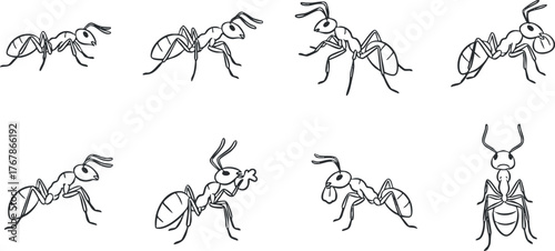A collection of black and white illustrations of different types of ants showcasing various poses and features.