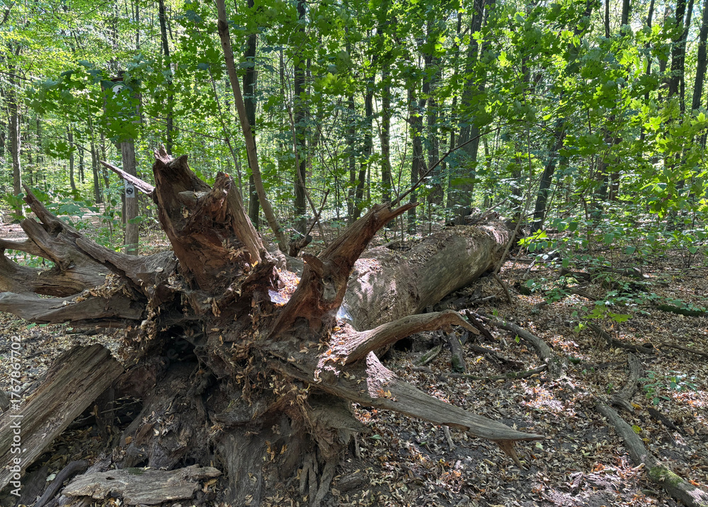 Fototapeta premium Summer sunny forest. Sun light in woods