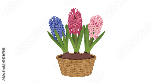 Three potted hyacinth flowers in pink, red, and blue colors arranged in a basket.