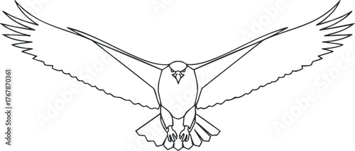 A detailed outline illustration of a soaring hawk with extended wings in flight.