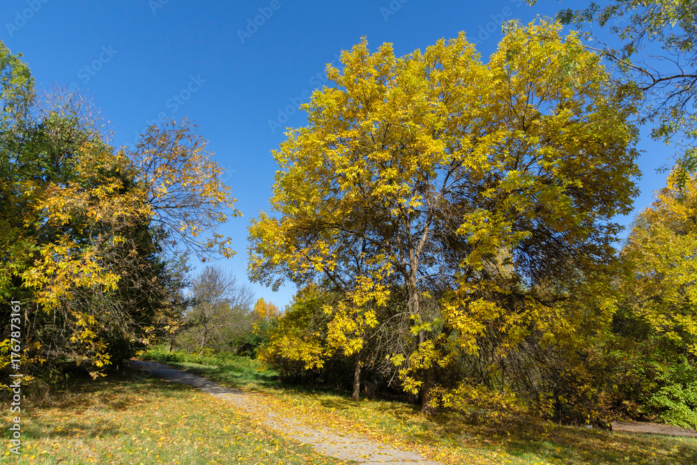 Naklejka premium Autumn Landscape of South Park in city of Sofia, Bulgaria