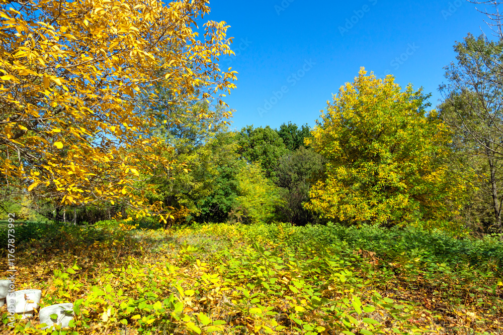 Naklejka premium Autumn Landscape of South Park in city of Sofia, Bulgaria