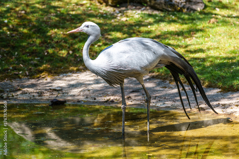 Naklejka premium The Blue Crane, Grus paradisea, is an endangered bird
