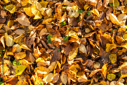 Colorful autumn leaves blanket the ground, showcasing a vibrant mix of yellows, oranges, and browns in a natural outdoor environment
