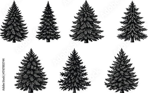 Black and white conifer tree illustrations, evergreen forest design, hand drawn pine sketch, nature silhouette, botanical art, Christmas decoration graphic