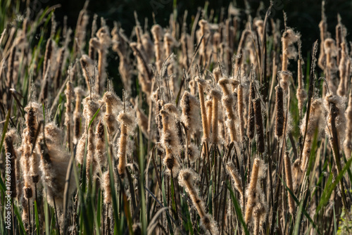 Cattail Typha Seed Dispersal Stage with Fluffy White Seeds at Brazos Bend State Park, Texas, USA