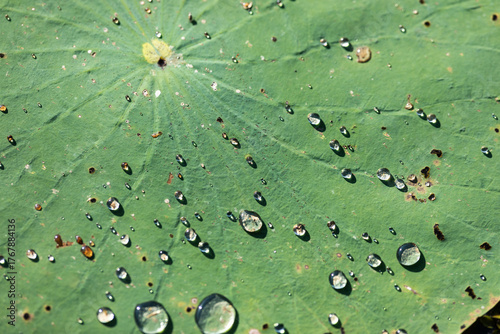 Water Droplets on Lotus Leaf Surface. Lake Sheldon State Park in Texas, USA - Macro Nature Photography