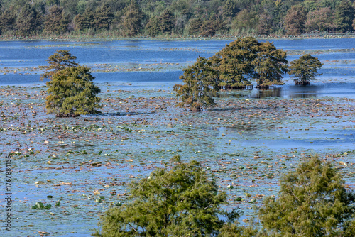 Bald Cypress Trees Growing in Water with Lotus Leaves at Sheldon Lake State Park. Texas, USA