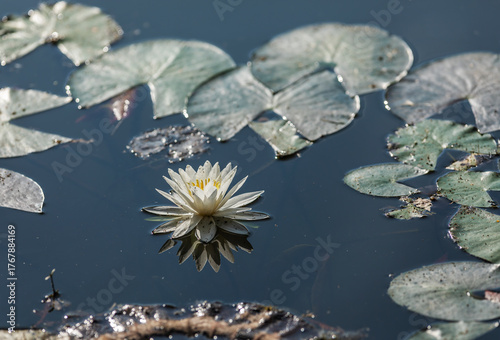 White Water Lily Flower with Reflection Floating on Pond at Lake Sheldon State Park. Texas, USA