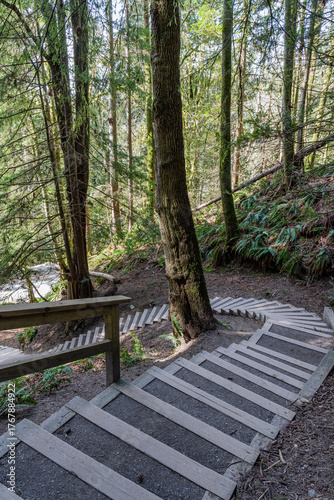 trail with steps in green forest of coniferous trees on a warm sunny spring day