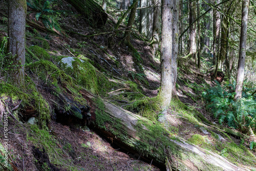 green forest of coniferous trees on a warm sunny spring day