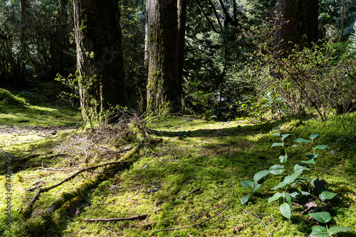 green forest of coniferous trees on a warm sunny spring day