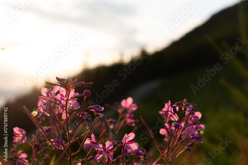 High altitude wild summer flowers