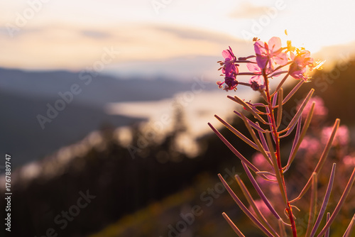 High altitude wild summer flowers