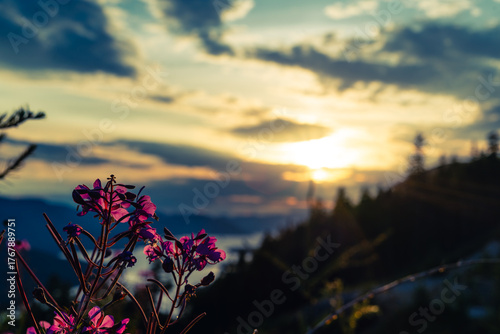 High altitude wild summer flowers